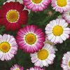お花