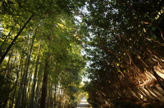 緑の回廊