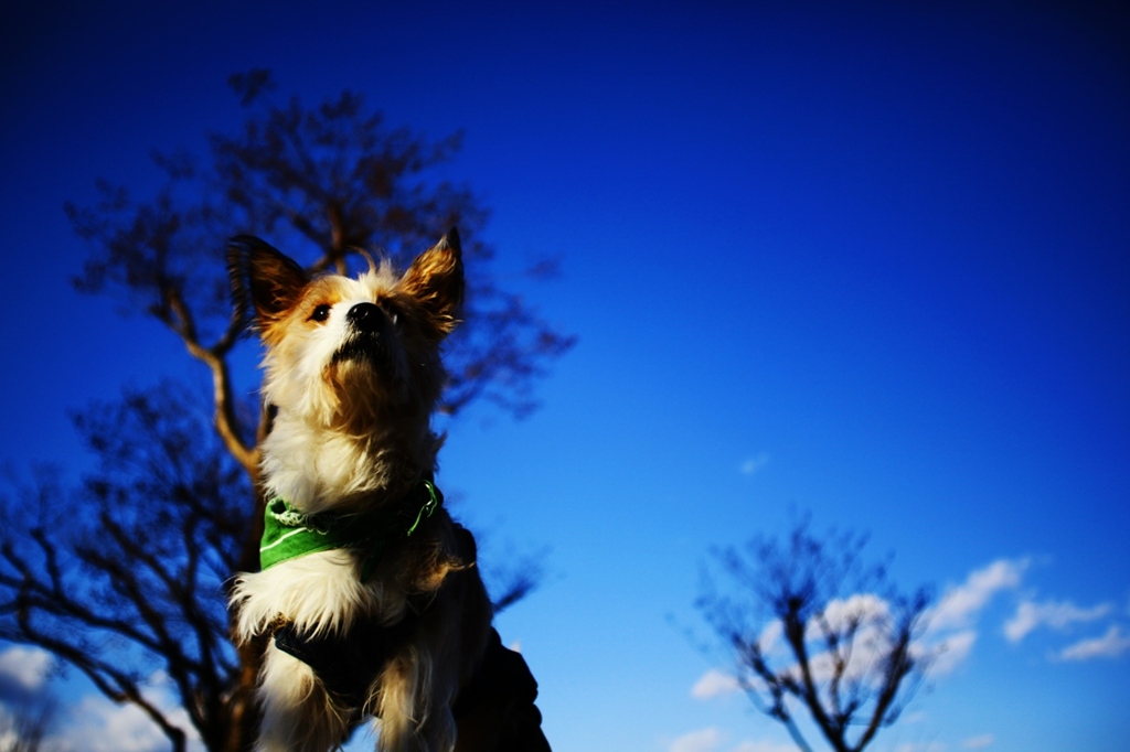 希望・・・明日に向かって。