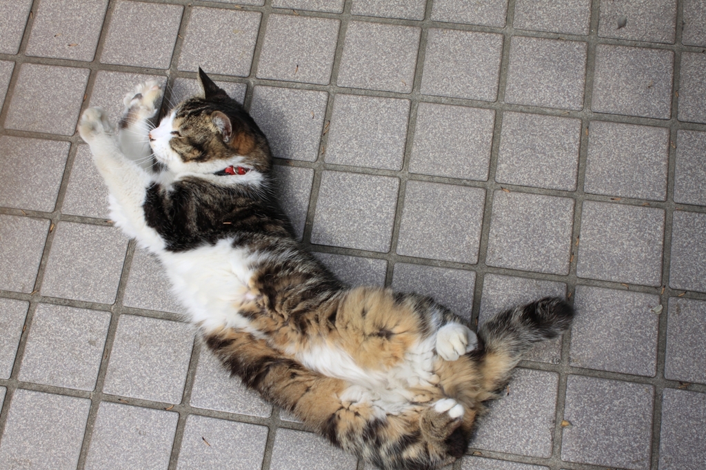 春の日の猫