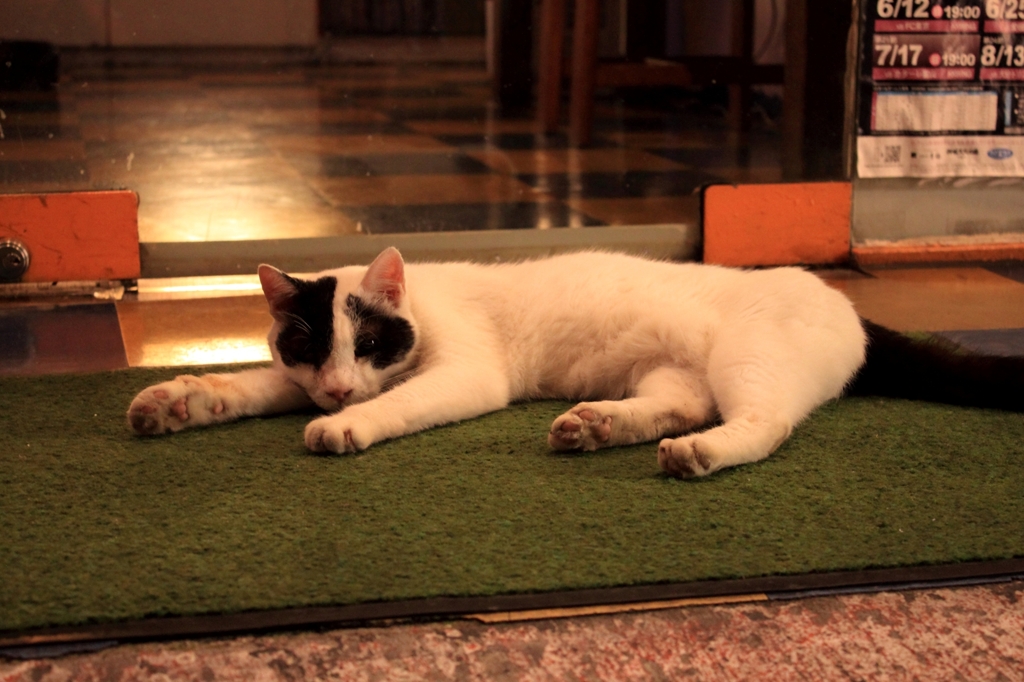 猫。
