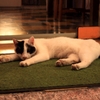 猫。