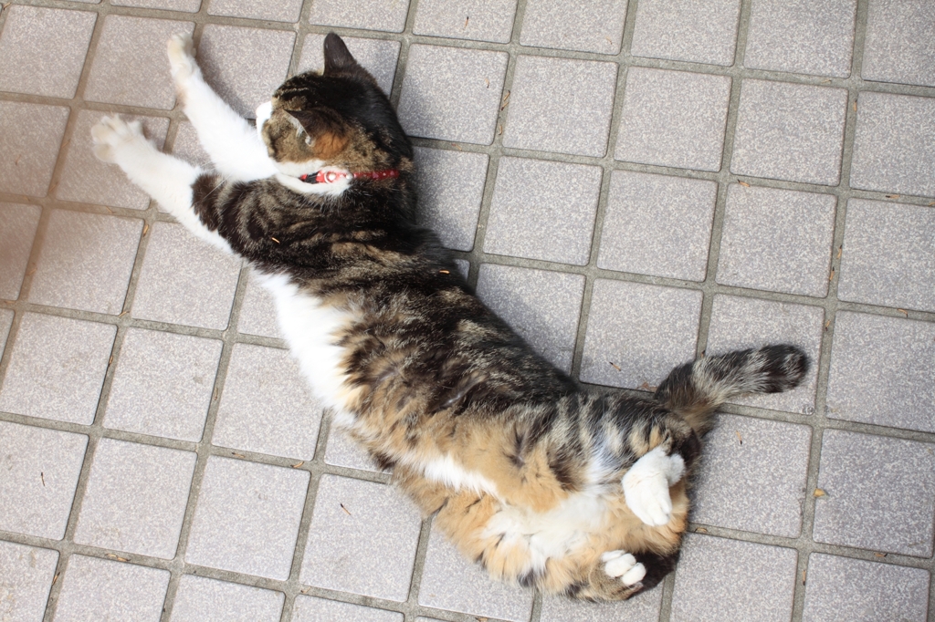 のびー。