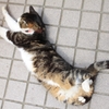のびー。