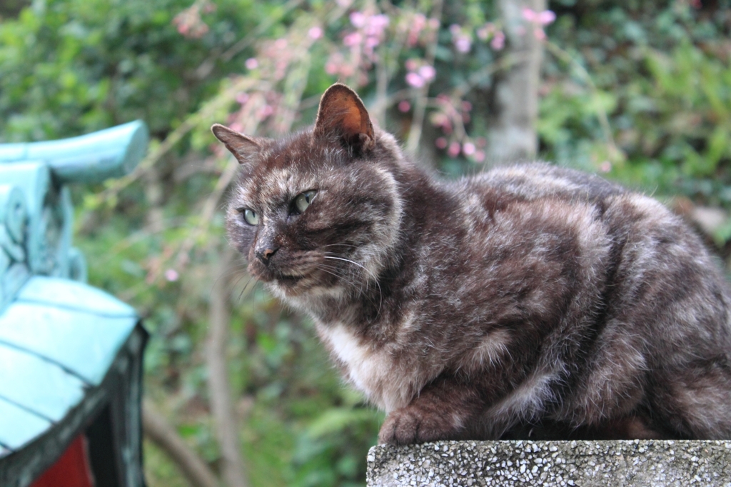 江の島の猫