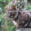 江の島の猫