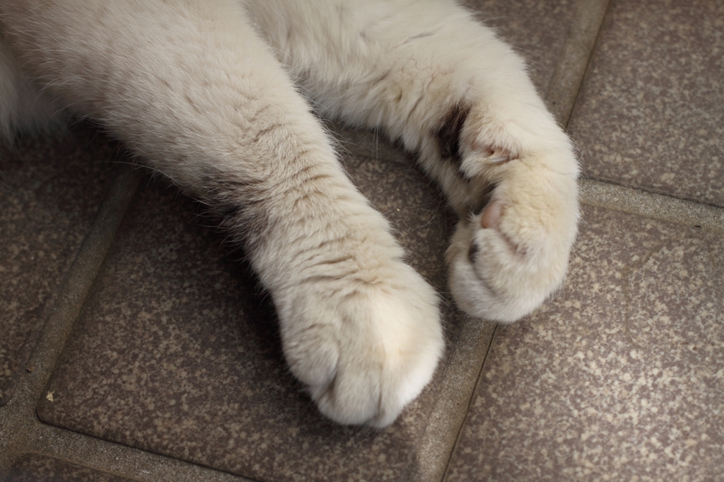 猫の手