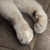 猫の手