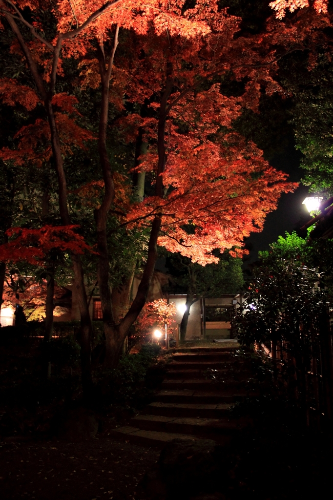 紅葉のライトアップ