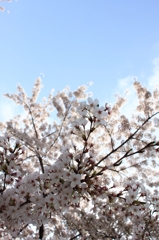 2011年の桜