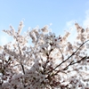 2011年の桜