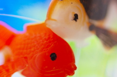 ニセ金魚