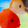ニセ金魚
