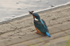 カワセミとザリガニ