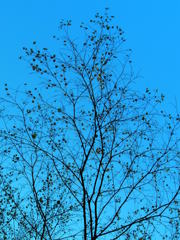 秋空