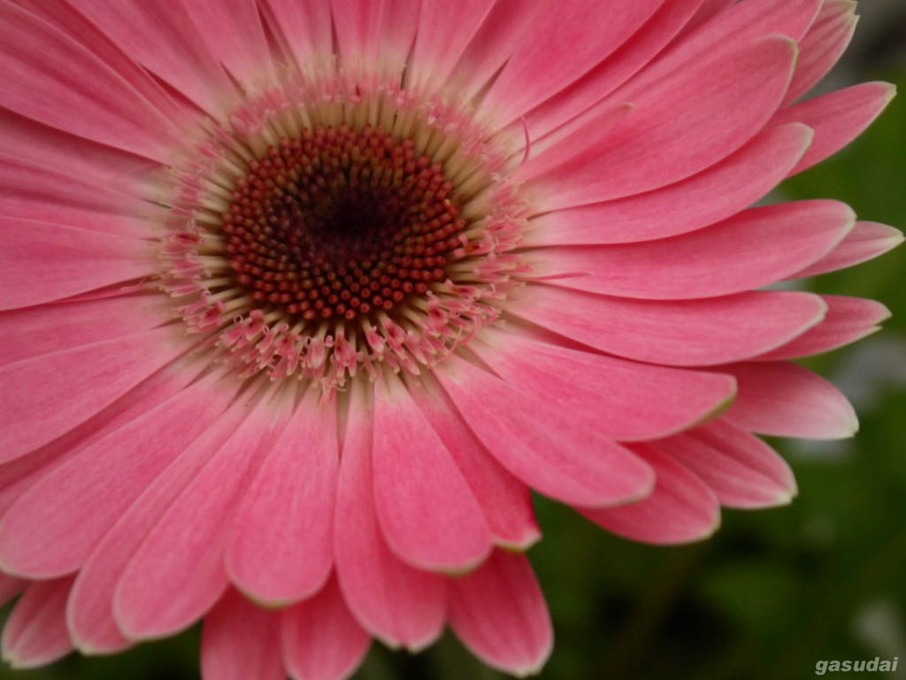 ピンクガーベラ