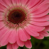 ピンクガーベラ
