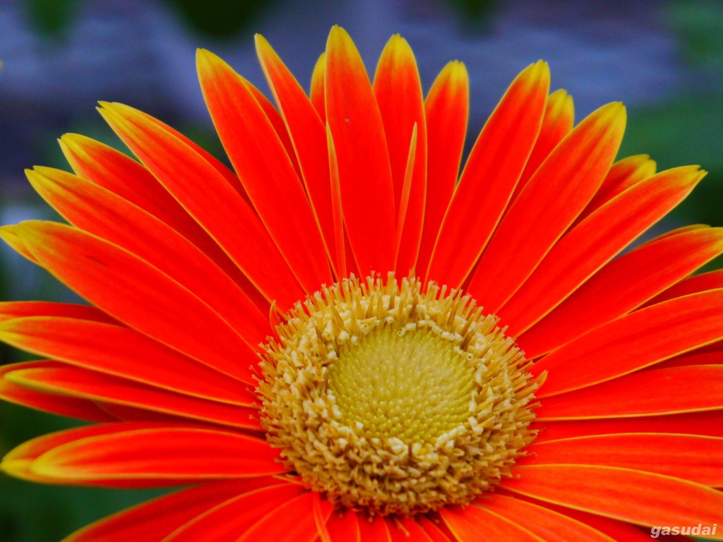 オレンジガーベラjpg