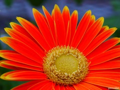 オレンジガーベラjpg