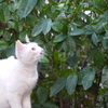 緑と猫