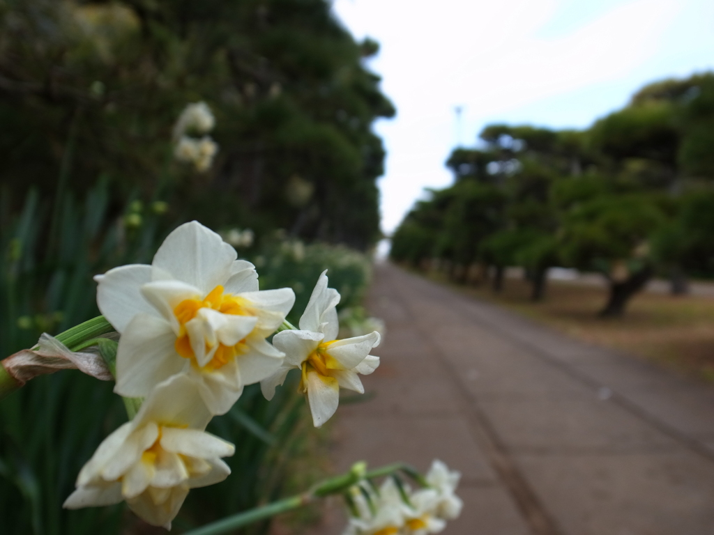 城ヶ島公園のスイセン。