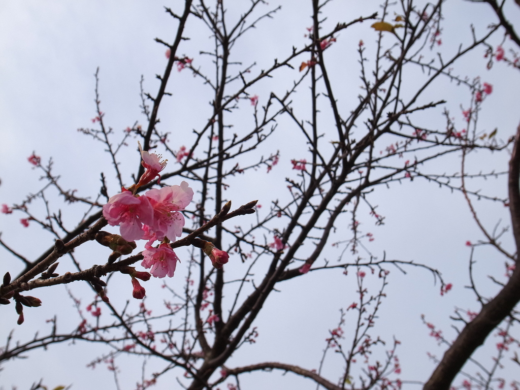河津桜。