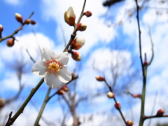 桜。