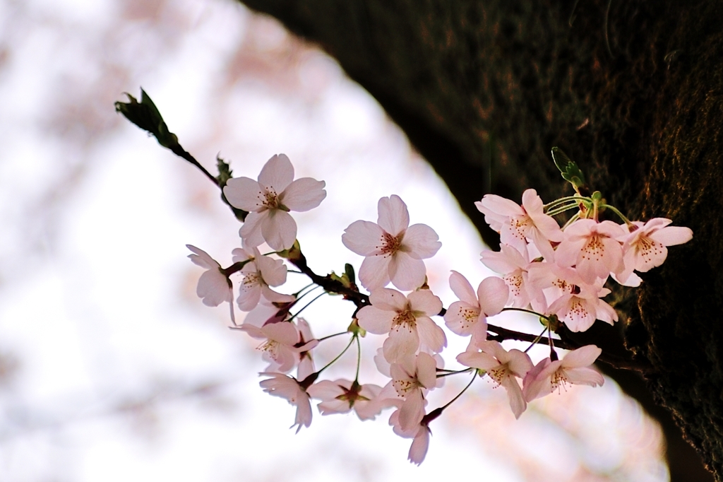 胴吹き桜