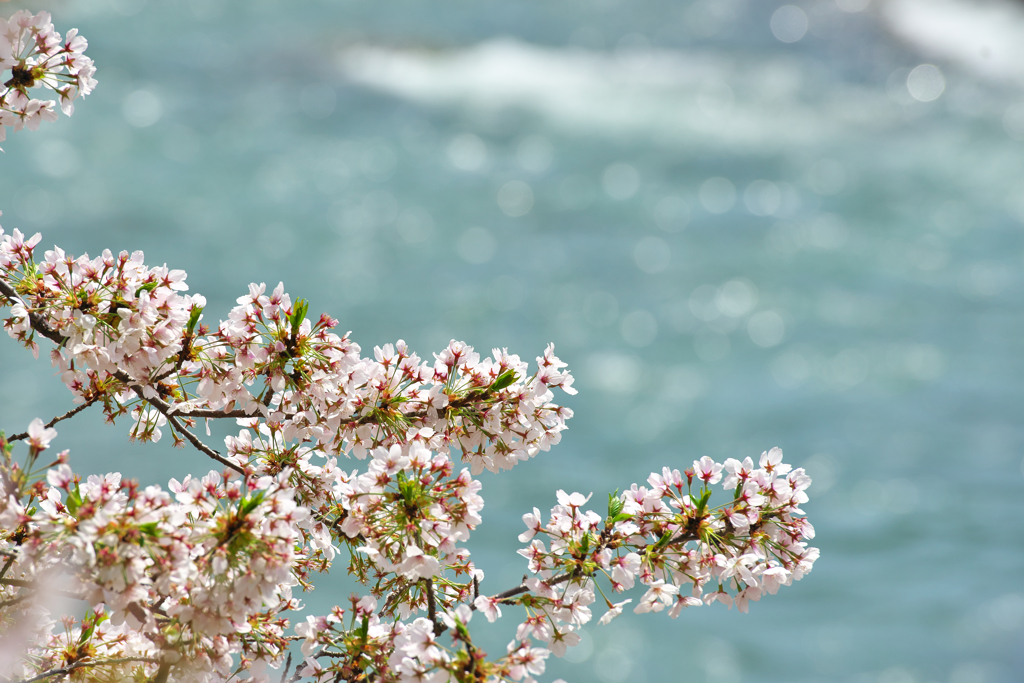 清流桜花