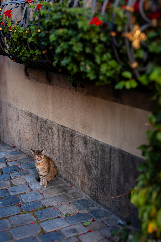 2006年ドイツの旅　追加朝散歩…ネコ/Katze…＠ローテンブルク