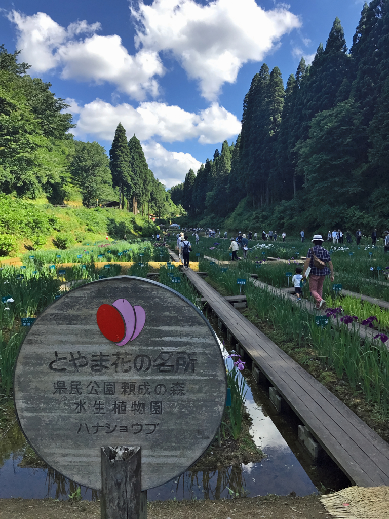 頼成の森　花しょうぶ祭り