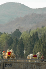 2004年中国の旅３　馬と…駱駝… 嵩山少林寺＠河南省・鄭州・登封