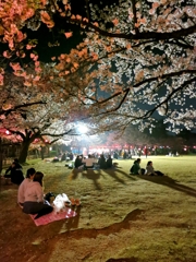 夜桜堪能♪