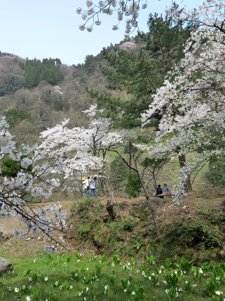 桜と水芭蕉