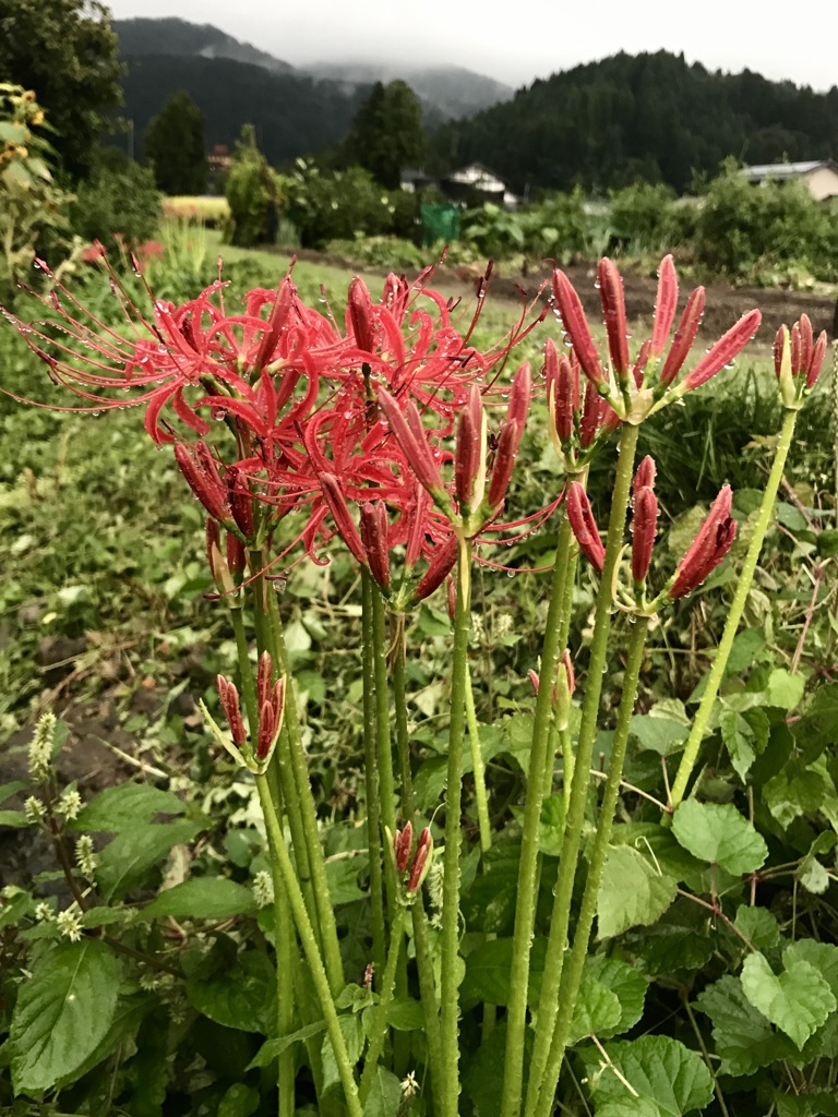 秋雨濡れる彼岸花２