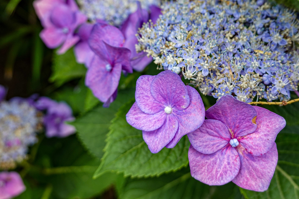 本家日本の紫陽花がボンに♪