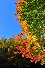 秋の色変わり