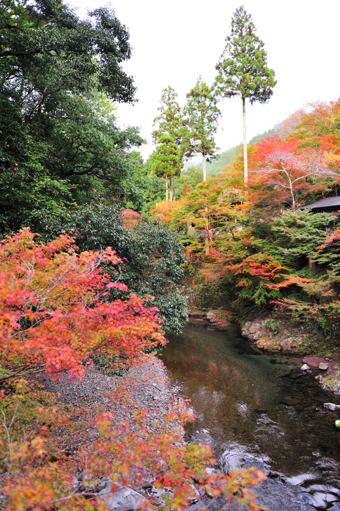京都　三尾巡り　槙尾山西明寺参道Ⅱ
