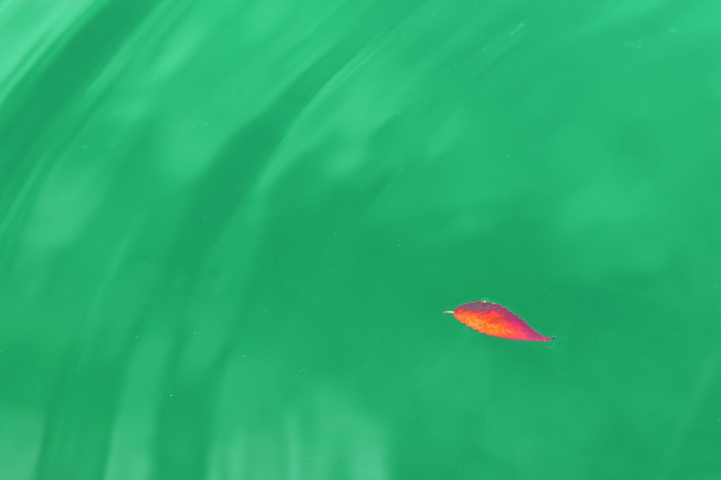 秋探し ー浮き落ち葉ー