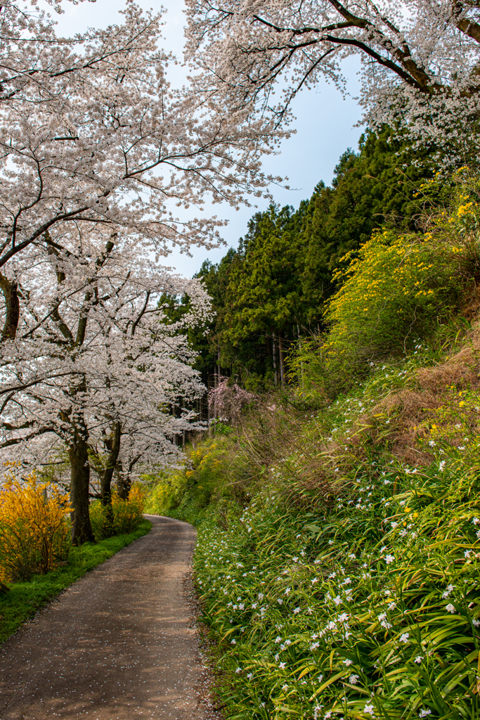 庄川・桜めぐりⅡ その3