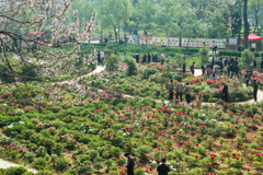 2005年中国の旅２　国家牡丹園８＠河南省 洛陽