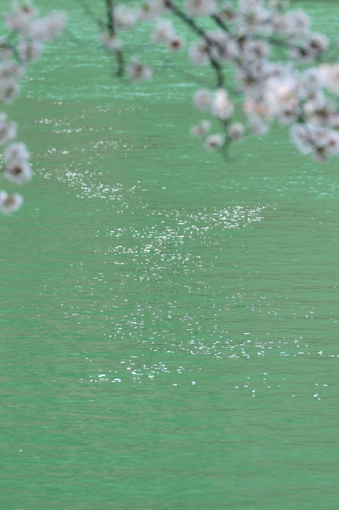 桜河
