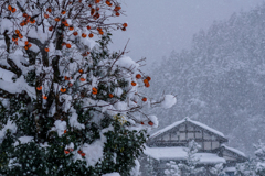 雪中忘れ柿