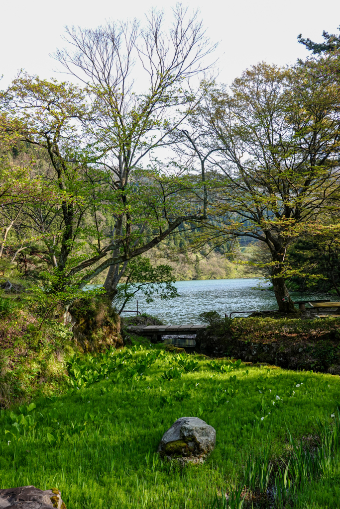 緑の芽吹き