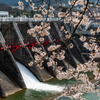庄川・桜めぐりⅡ その10
