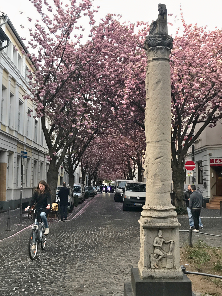 ボン桜情景