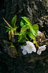 老木も　胴吹き桜　可憐かな