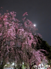 春爛漫♪ in TOKYO VII　花明かり
