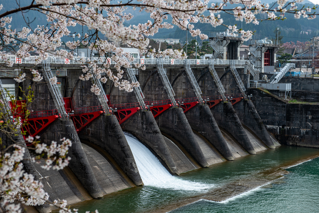 庄川・桜めぐりⅡ その5