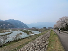 春霞♪　庄川桜ロード